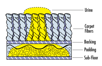 clean pee from carpet