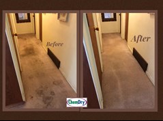 Chem-Dry Carpet Cleaning