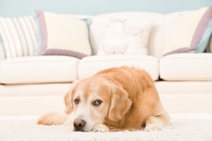 Pet Odor Removal